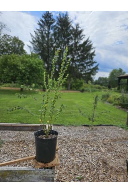Верба вавілонська Кріспа в контейнері 